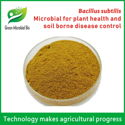 Microbial Bacillus subtilis